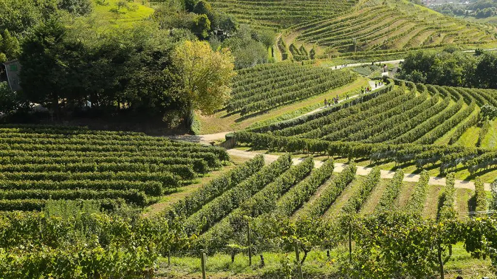 Entre viñedos de txakoli y el mar